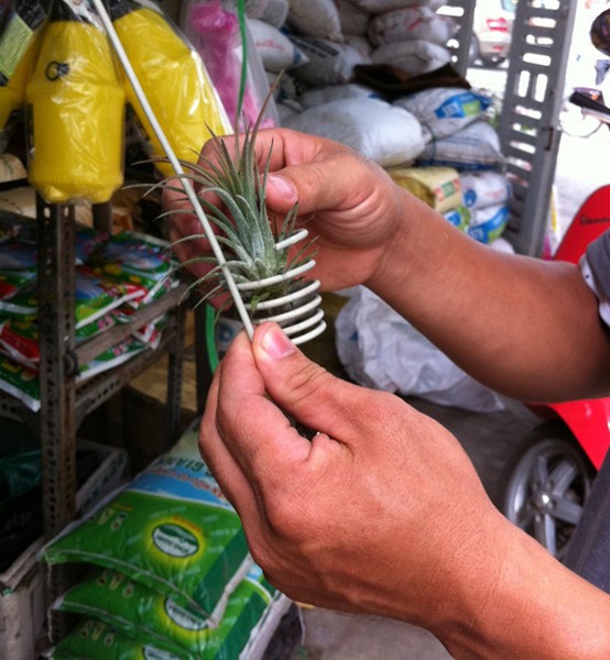 Trào lưu chơi cây cảnh có tên gọi "cây không khí" với giá từ vài chục ngàn cho đến hàng triệu đồng đang nở rộ ở nhiều nơi, đặc biệt là thành phố Hồ Chí Minh. Nó được đồn thổi là có khả năng lọc khí thải độc hại.